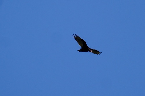 iNaturalist observation photo of Turkey Vulture