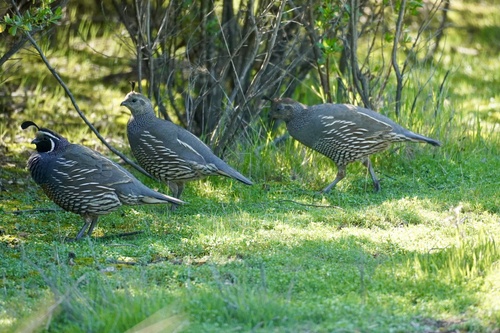 iNaturalist observation photo of California Quail