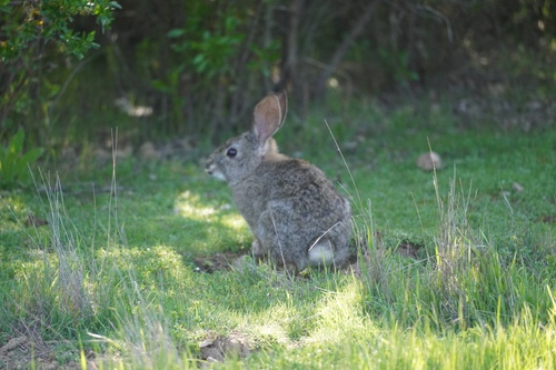 iNaturalist observation photo of Brush Rabbit