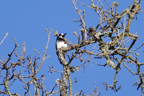 iNaturalist observation photo of Acorn Woodpecker
