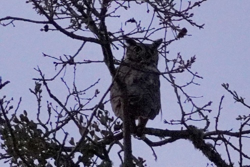 iNaturalist observation photo of Great Horned Owl