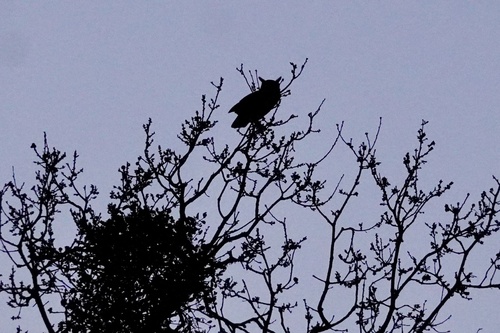 iNaturalist observation photo of Great Horned Owl