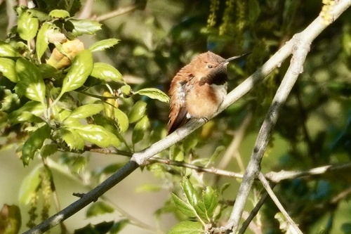 iNaturalist observation photo of Rufous Hummingbird