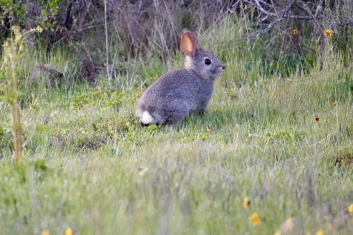 iNaturalist observation photo of Brush Rabbit