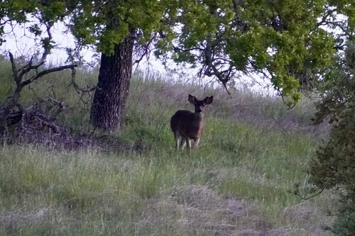 iNaturalist observation photo of Mule Deer