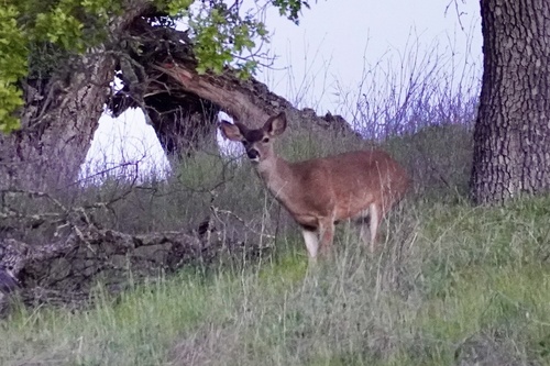 iNaturalist observation photo of Mule Deer