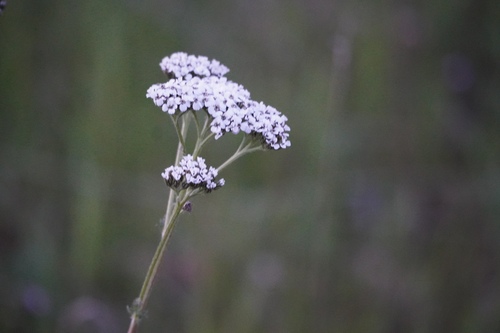 iNaturalist observation photo of common yarrow