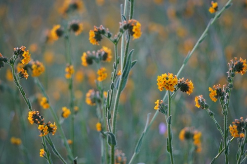 iNaturalist observation photo of Common Fiddleneck