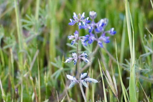 iNaturalist observation photo of Miniature Lupine