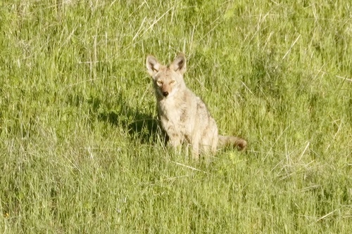 iNaturalist observation photo of Coyote