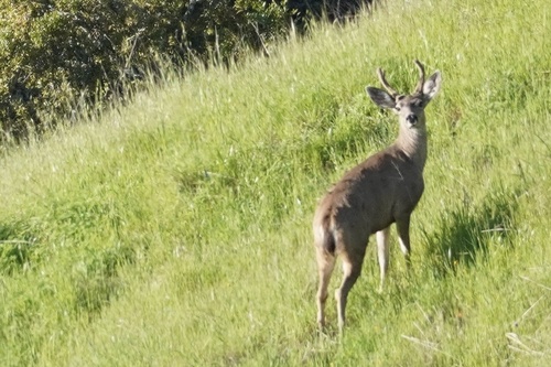 iNaturalist observation photo of Mule Deer