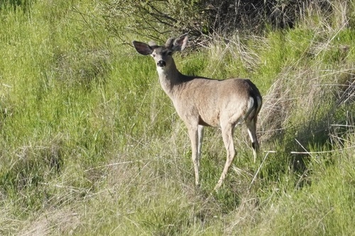 iNaturalist observation photo of Mule Deer