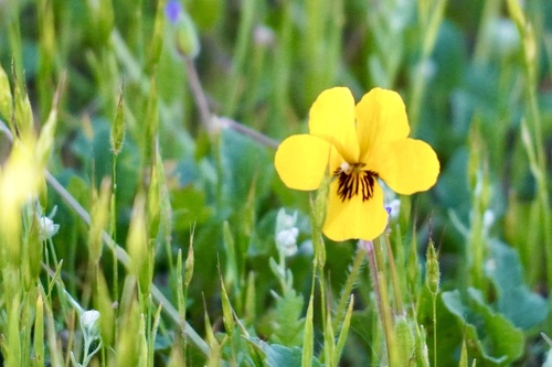 iNaturalist observation photo of California Golden Violet