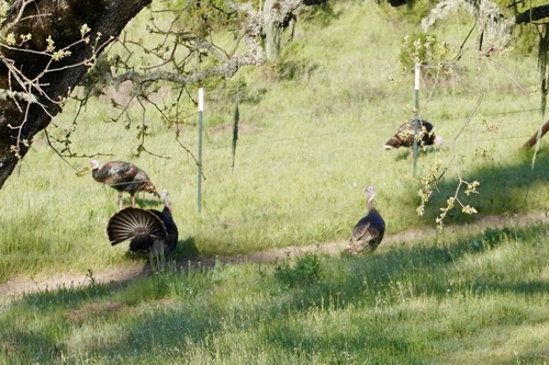 iNaturalist observation photo of Wild Turkey