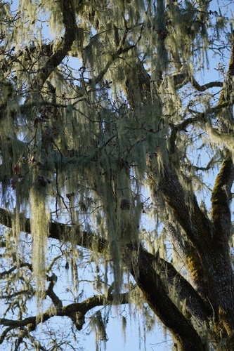iNaturalist observation photo of lace lichen