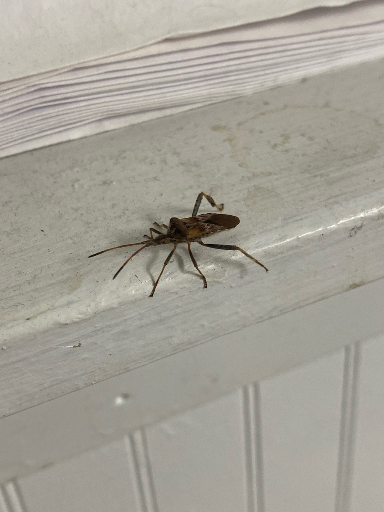 Western Conifer Seed Bug from Memorial St, Northfield, NH, US on April ...
