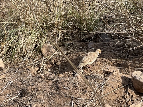 Grey Francolin