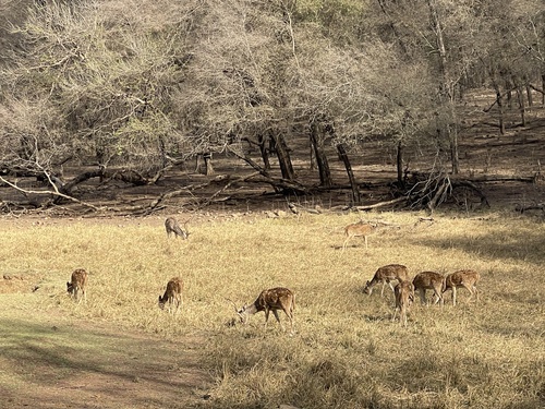 Indian Spotted Deer
