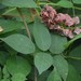 American Groundnut - Photo (c) Sam, all rights reserved, uploaded by Sam