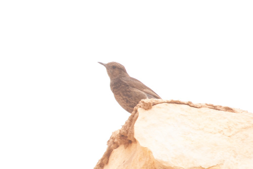 Blue Rock-Thrush
