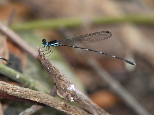 Risiocnemis gracilis