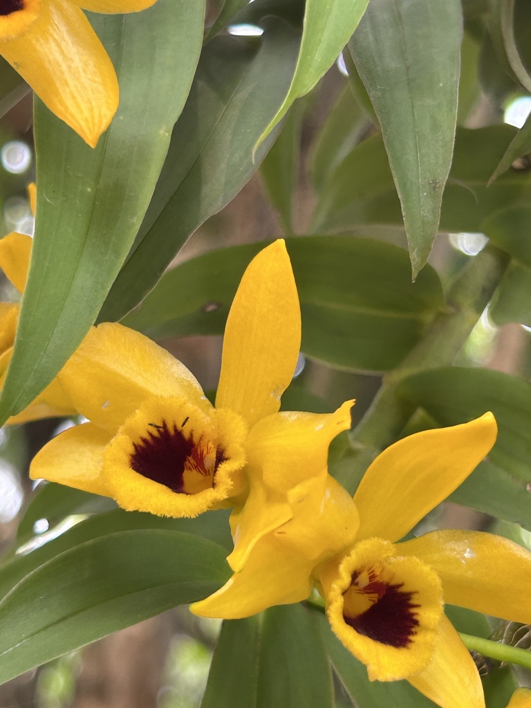 Dendrobium ochreatum (Dendrobium ochreatum)