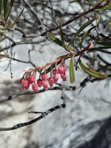 Comarostaphylis polifolia