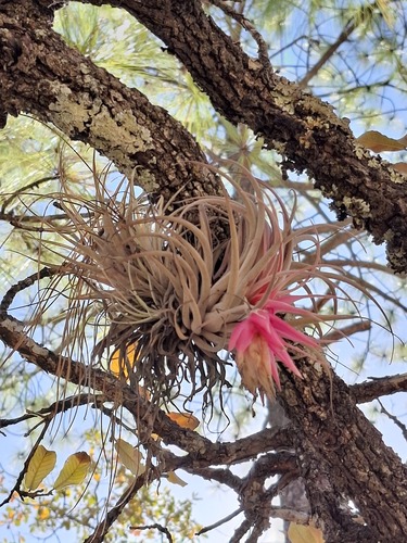 Tillandsia erubescens