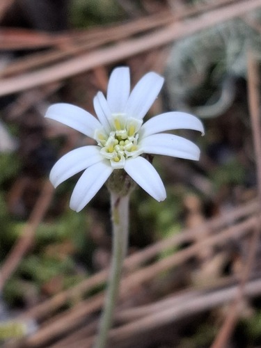 Seeman's sunbonnets (Leibnitzia lyrata)