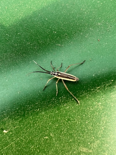 iNaturalist observation photo of Leptopterna amoena