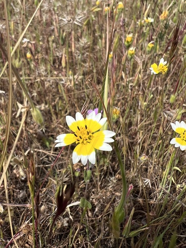 iNaturalist observation photo of Frémont's tidytips