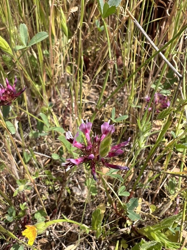 iNaturalist observation photo of tomcat clover