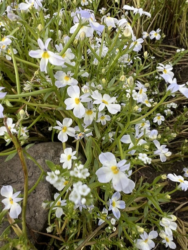 iNaturalist observation photo of toothed calicoflower