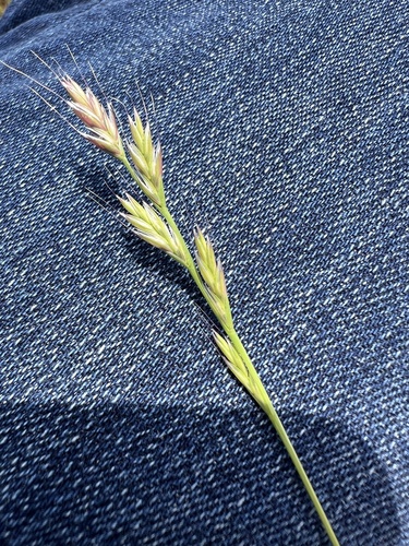 iNaturalist observation photo of False-bromes