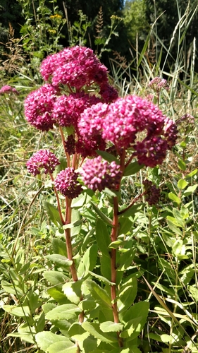 Orpine