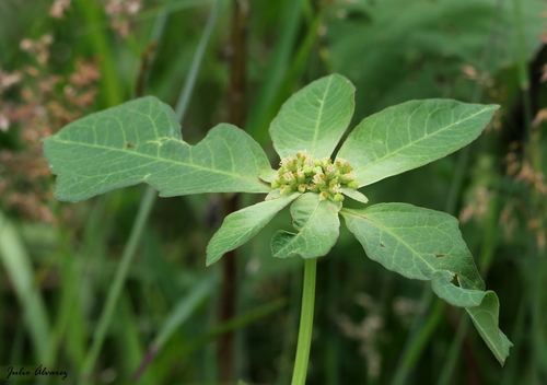 painted spurge