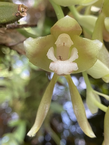 Batemannia