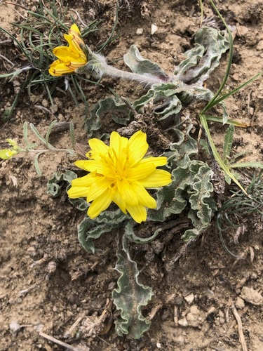 Scorzonera gorovanica