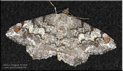 Macaria granitata Guenée, 1857