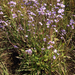 photo of New England Aster (Symphyotrichum novae-angliae)