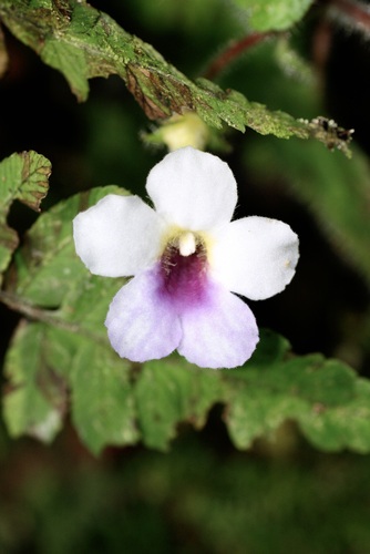 Diastema hispidum