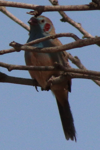 Red-cheeked Cordonbleu