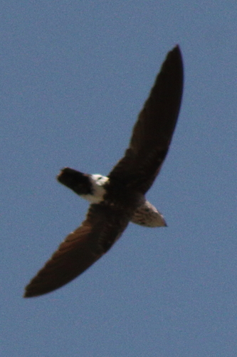 Mottled Spinetail