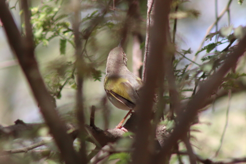Green-backed Camaroptera