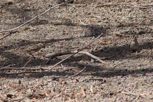 Village Indigobird