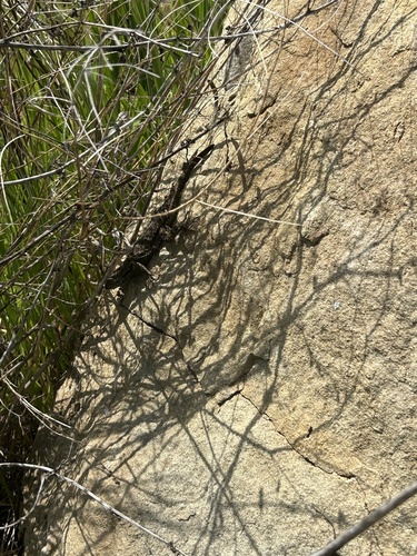 iNaturalist observation photo of Western Fence Lizard