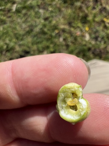 iNaturalist observation photo of Antistrophus