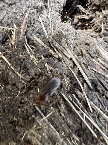 iNaturalist observation photo of Ground Beetles