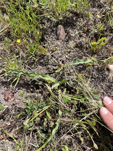 iNaturalist observation photo of wavy-leafed soap plant