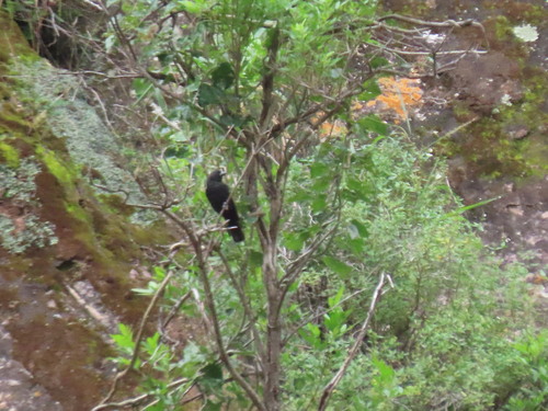 Bolivian Blackbird